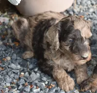 Merle Female Two Poodle, a female Poodle - Multi-Colored Standard for sale in Parma, ID – 7 of 8