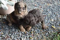 Merle Female Two Poodle, a female Poodle - Multi-Colored Standard for sale in Parma, ID – 8 of 8