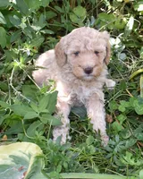 Apricot Female Poodle Puppy, a female Poodle - Multi-Colored Standard for sale in Parma, ID – 1 of 5