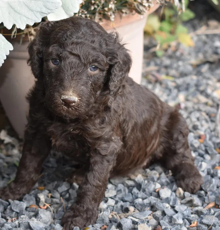 Chocolate Brown Female Poodle – Poodle - Multi-Colored Standard puppy for sale in Parma, ID