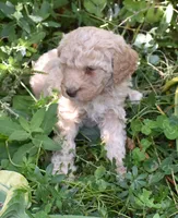 Apricot Female Poodle Puppy, a female Poodle - Multi-Colored Standard for sale in Parma, ID – 2 of 5