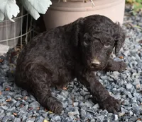 Chocolate Brown Female Poodle, a female Poodle - Multi-Colored Standard for sale in Parma, ID – 4 of 5