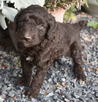 Brown Female Poodle, a female Poodle - Multi-Colored Standard for sale in Parma, ID – 3 of 4