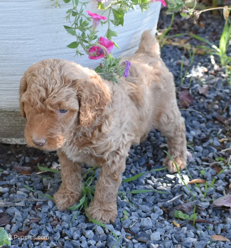 Apricot Male Poodle – Poodle - Multi-Colored Standard puppy for sale in Parma, ID