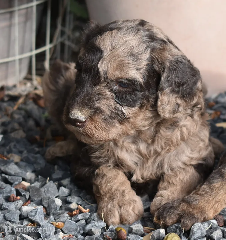 Merle Female Two Poodle – Poodle - Multi-Colored Standard puppy for sale in Parma, ID