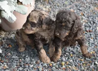 Brown Phantom Male Poodle Puppy, a male Poodle - Multi-Colored Standard for sale in Parma, ID – 3 of 4