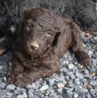 Chocolate Brown Female Poodle, a female Poodle - Multi-Colored Standard for sale in Parma, ID – 3 of 5