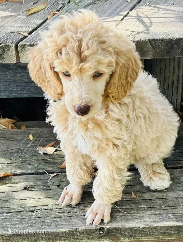 Apricot Female Poodle Puppy – Poodle - Multi-Colored Standard puppy for sale in Parma, ID
