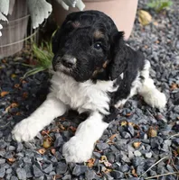 Black Tri Male Poodle Puppy, a male Poodle - Multi-Colored Standard for sale in Parma, ID – 2 of 4