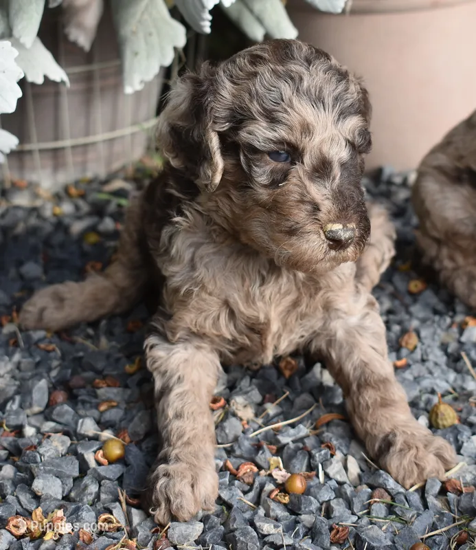 Merle Female One Poodle – Poodle - Multi-Colored Standard puppy for sale in Parma, ID