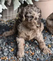 Merle Female One Poodle, a female Poodle - Multi-Colored Standard for sale in Parma, ID – 1 of 8