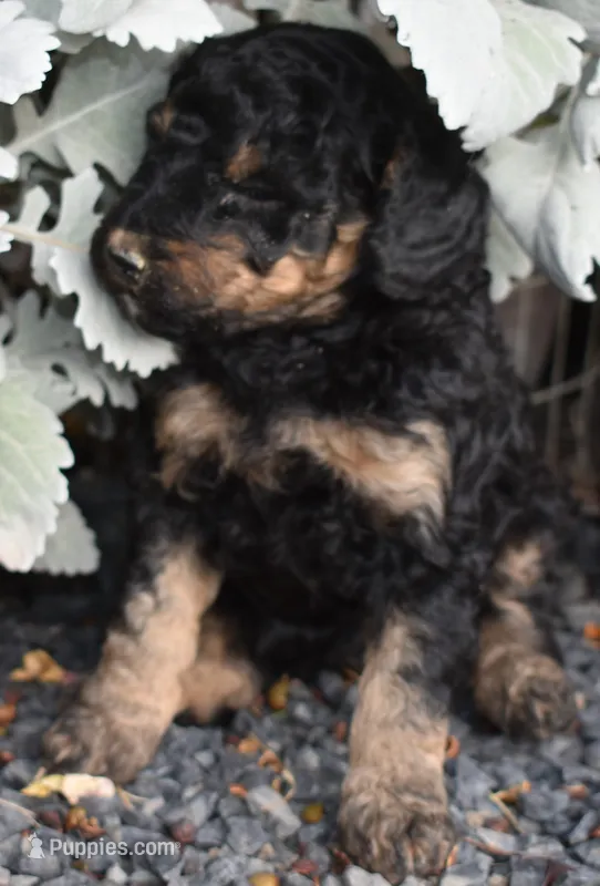 Larger Black Phantom Female Poodle – Poodle - Multi-Colored Standard puppy for sale in Parma, ID