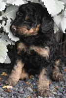 Larger Black Phantom Female Poodle, a female Poodle - Multi-Colored Standard for sale in Parma, ID – 1 of 6