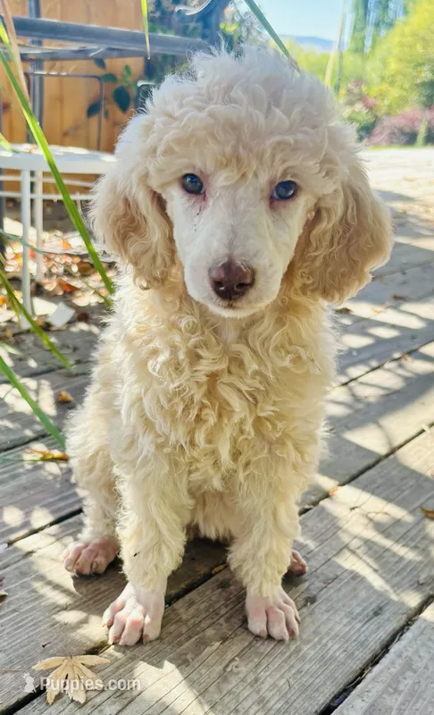 Cream Female Poodle – Poodle - Multi-Colored Standard puppy for sale in Parma, ID