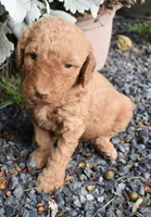 Apricot Male Poodle, a male Poodle - Multi-Colored Standard for sale in Parma, ID – 3 of 4