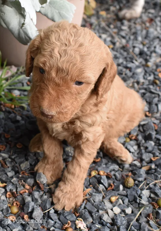 Apricot Male Poodle – Poodle - Multi-Colored Standard puppy for sale in Parma, ID
