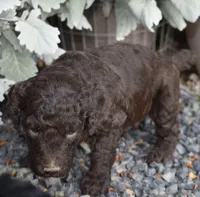 Chocolate Brown Female Poodle, a female Poodle - Multi-Colored Standard for sale in Parma, ID – 5 of 5