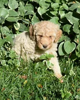 Apricot Female Poodle Puppy, a female Poodle - Multi-Colored Standard for sale in Parma, ID – 5 of 5