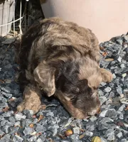 Merle Female Two Poodle, a female Poodle - Multi-Colored Standard for sale in Parma, ID – 5 of 8