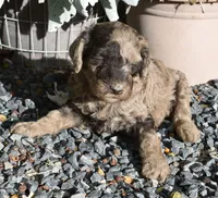 Merle Female Two Poodle, a female Poodle - Multi-Colored Standard for sale in Parma, ID – 6 of 8