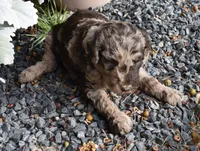 Merle Female One Poodle, a female Poodle - Multi-Colored Standard for sale in Parma, ID – 3 of 8