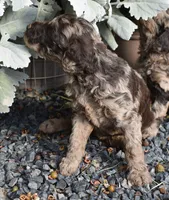 Merle Female One Poodle, a female Poodle - Multi-Colored Standard for sale in Parma, ID – 2 of 8