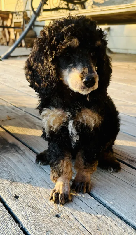 Black Phantom Smaller Female Poodle – Poodle - Multi-Colored Standard puppy for sale in Parma, ID