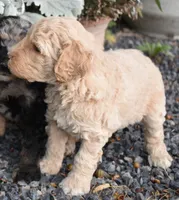 Dark Cream Female Poodle Puppy, a female Poodle - Multi-Colored Standard for sale in Parma, ID – 1 of 3