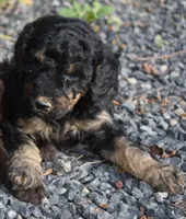 Larger Black Phantom Female Poodle, a female Poodle - Multi-Colored Standard for sale in Parma, ID – 2 of 6