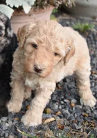 Dark Cream Female Poodle Puppy, a female Poodle - Multi-Colored Standard for sale in Parma, ID – 2 of 3