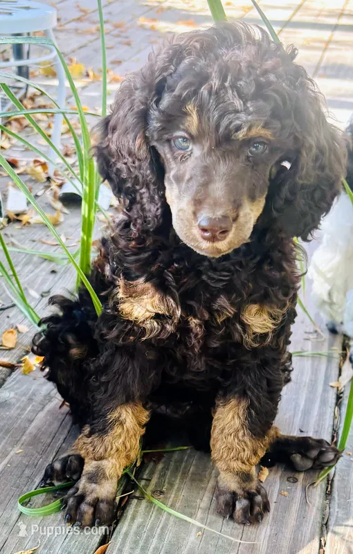 Brown Phantom Male Poodle Puppy – Poodle - Multi-Colored Standard puppy for sale in Parma, ID
