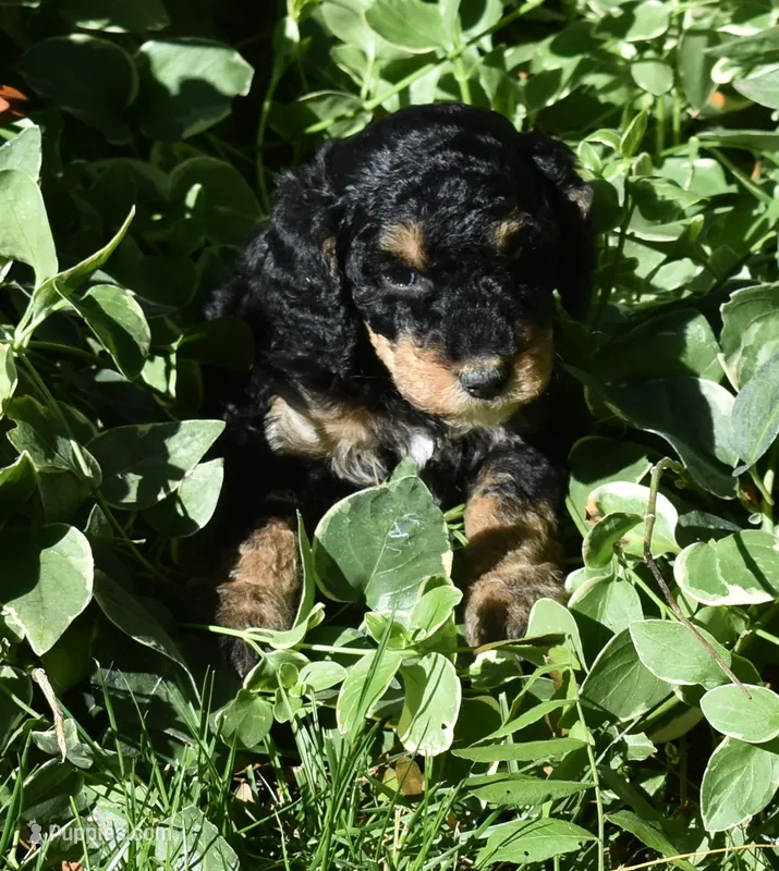 Black Phantom Smaller Female Poodle – Poodle - Multi-Colored Standard puppy for sale in Parma, ID