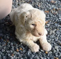 Cream Female Poodle, a female Poodle - Multi-Colored Standard for sale in Parma, ID – 2 of 3