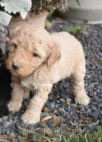 Dark Cream Female Poodle Puppy, a female Poodle - Multi-Colored Standard for sale in Parma, ID – 3 of 3