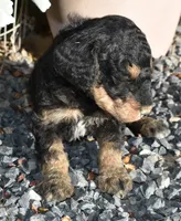 Black Phantom Smaller Female Poodle, a female Poodle - Multi-Colored Standard for sale in Parma, ID – 4 of 4