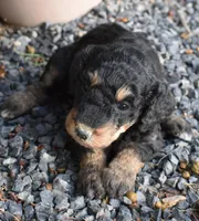 Black Phantom Smaller Female Poodle, a female Poodle - Multi-Colored Standard for sale in Parma, ID – 2 of 4