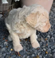 Cream Female Poodle, a female Poodle - Multi-Colored Standard for sale in Parma, ID – 3 of 3