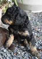 Larger Black Phantom Female Poodle, a female Poodle - Multi-Colored Standard for sale in Parma, ID – 5 of 6