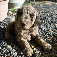 Merle Male Poodle Puppy, a male Poodle - Multi-Colored Standard for sale in Parma, ID – 2 of 3