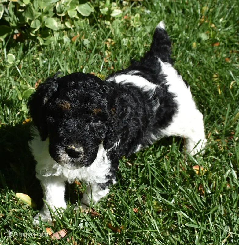 Black Tri Male Poodle Puppy – Poodle - Multi-Colored Standard puppy for sale in Parma, ID
