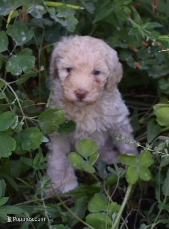 Cream Female Poodle – Poodle - Multi-Colored Standard puppy for sale in Parma, ID