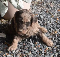 Merle Female Two Poodle, a female Poodle - Multi-Colored Standard for sale in Parma, ID – 3 of 8