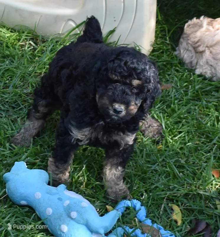 Larger Black Phantom Female Poodle – Poodle - Multi-Colored Standard puppy for sale in Parma, ID