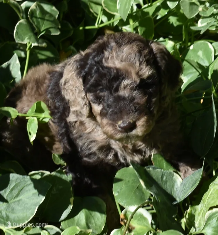 Merle Female Two Poodle – Poodle - Multi-Colored Standard puppy for sale in Parma, ID