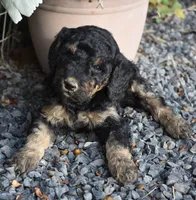 Larger Black Phantom Female Poodle, a female Poodle - Multi-Colored Standard for sale in Parma, ID – 6 of 6
