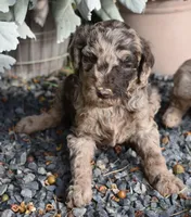 Merle Female One Poodle, a female Poodle - Multi-Colored Standard for sale in Parma, ID – 7 of 8