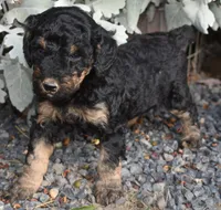 Larger Black Phantom Female Poodle, a female Poodle - Multi-Colored Standard for sale in Parma, ID – 4 of 6
