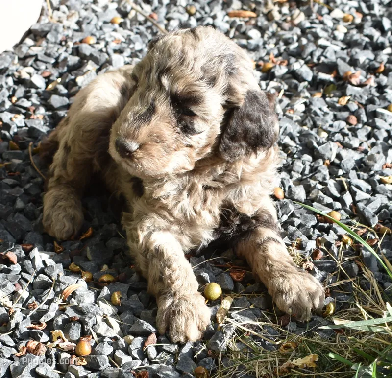 Merle Male Poodle Puppy – Poodle - Multi-Colored Standard puppy for sale in Parma, ID