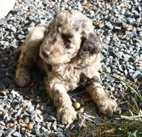 Merle Male Poodle Puppy, a male Poodle - Multi-Colored Standard for sale in Parma, ID – 1 of 3