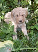 Apricot Female Poodle Puppy, a female Poodle - Multi-Colored Standard for sale in Parma, ID – 4 of 5
